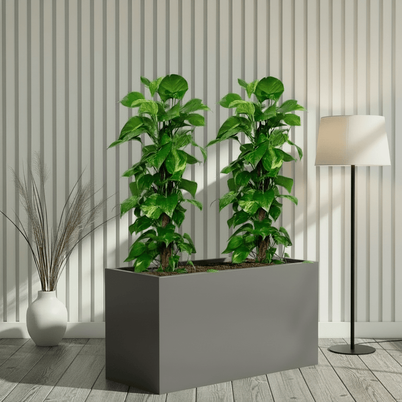 “Large Money Plant 100-120cm Pair in 90×30×50 GRP Planter” - Image 4