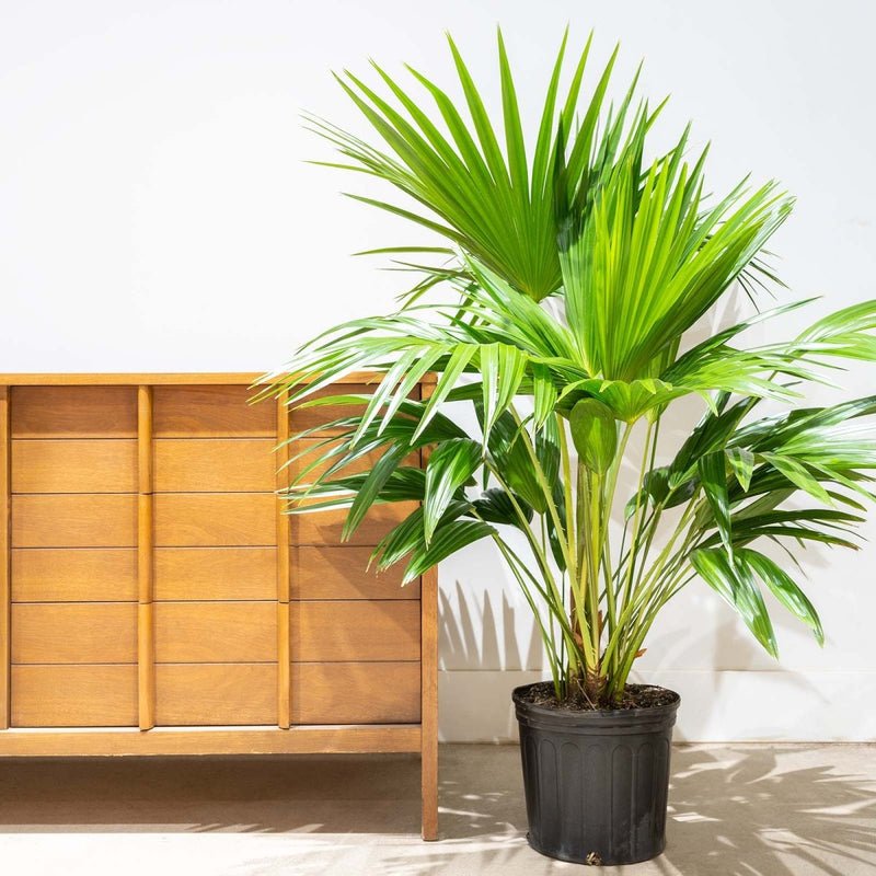 Livistona Palm | Chinese Fan Palm