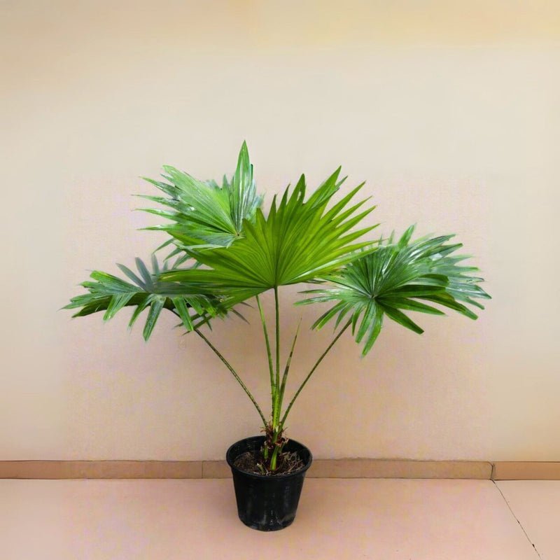 Livistona Palm | Chinese Fan Palm - Image 2