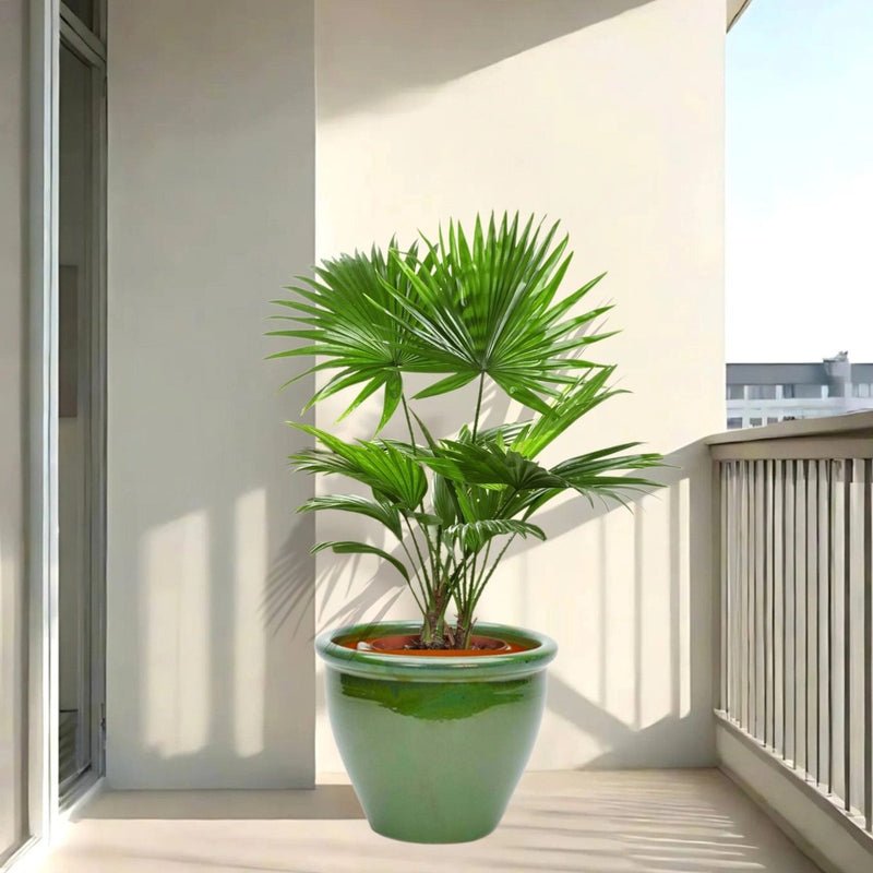Livistona Palm | Chinese Fan Palm in Rolled Rim Pot 37x30cm - Image 2