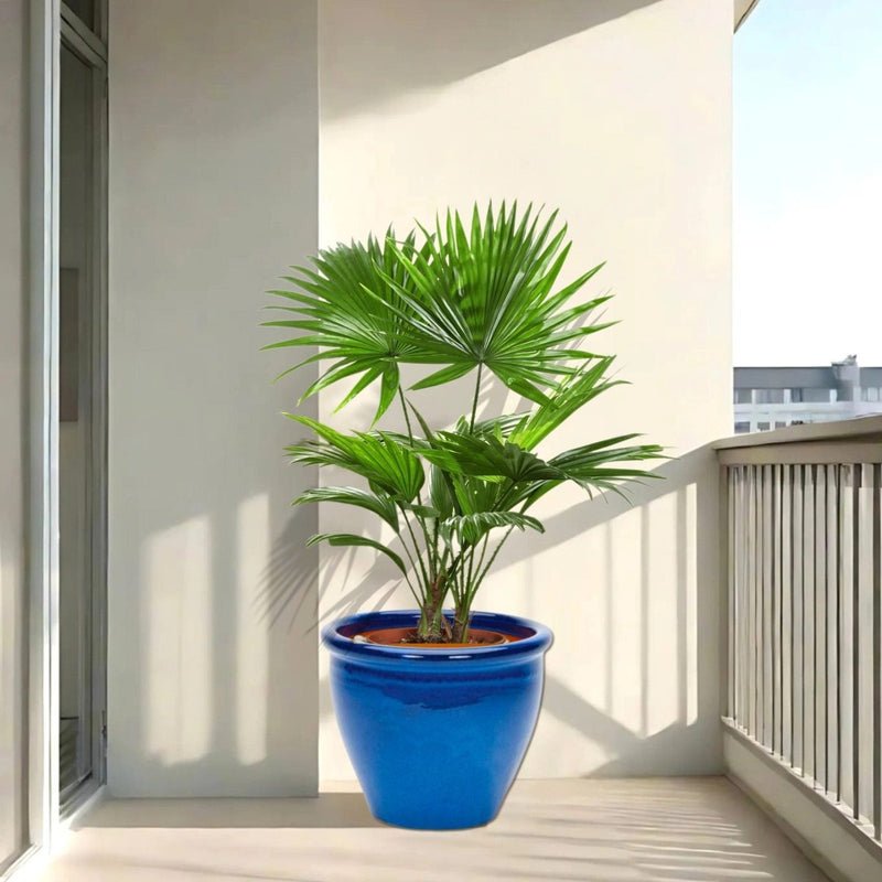 Livistona Palm | Chinese Fan Palm in Rolled Rim Pot 37x30cm