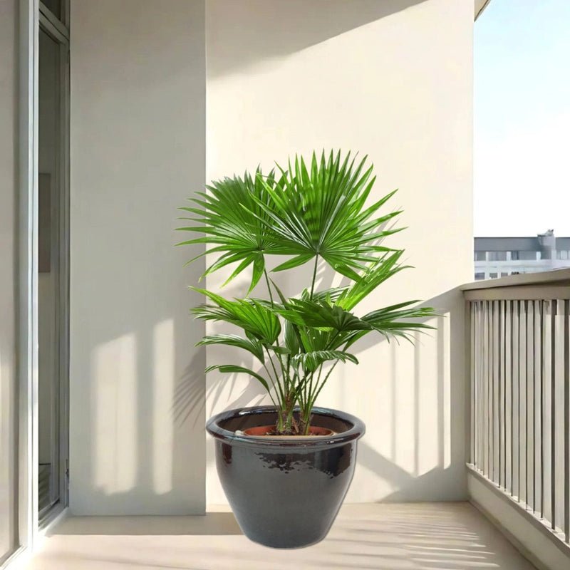 Livistona Palm | Chinese Fan Palm in Rolled Rim Pot 37x30cm - Image 3