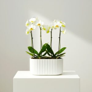 Majestic Duo White Orchid Arrangement (Suitable as Gift)