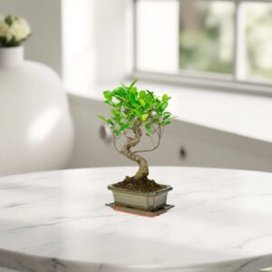 Mini Bonsai Mixed with Bowl 40-50cm