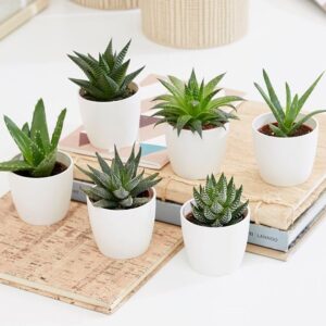 Mini succulents Haworthia 4-6cm per piece