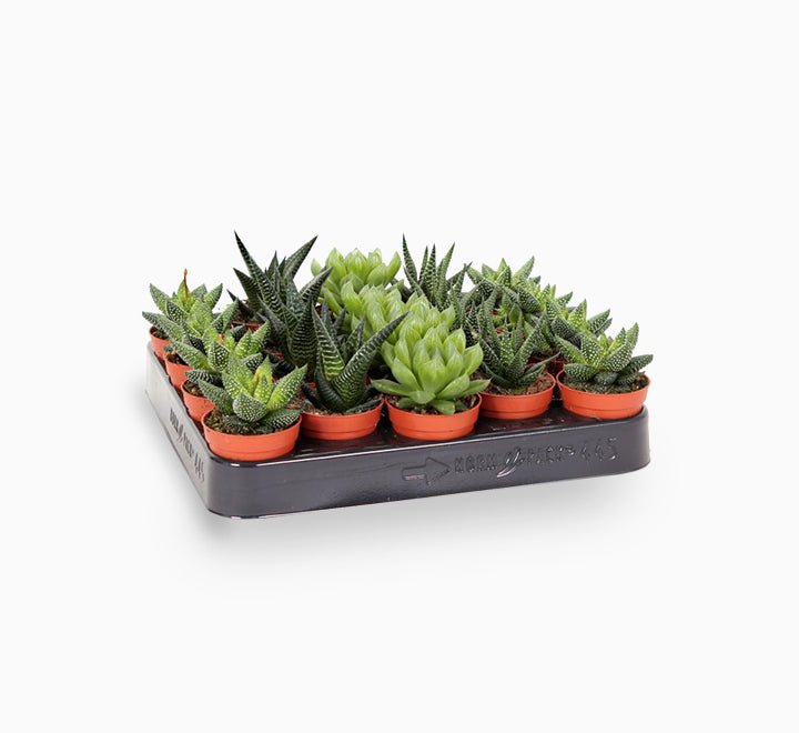 Mini succulents Haworthia in Transparent pot "Terrarium" - Image 2