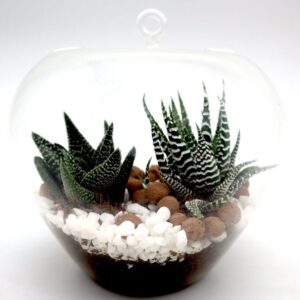 Mini succulents Haworthia in Transparent pot "Terrarium"