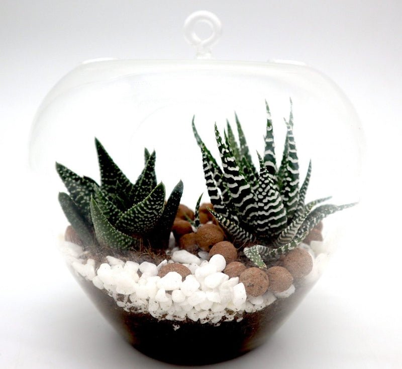 Mini succulents Haworthia in Transparent pot "Terrarium"