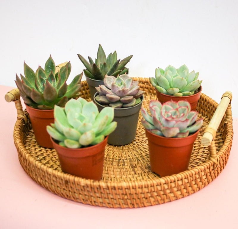 Mini succulents "Mix" Per Piece - Image 4