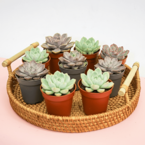 Mini succulents "Mix" Per Piece