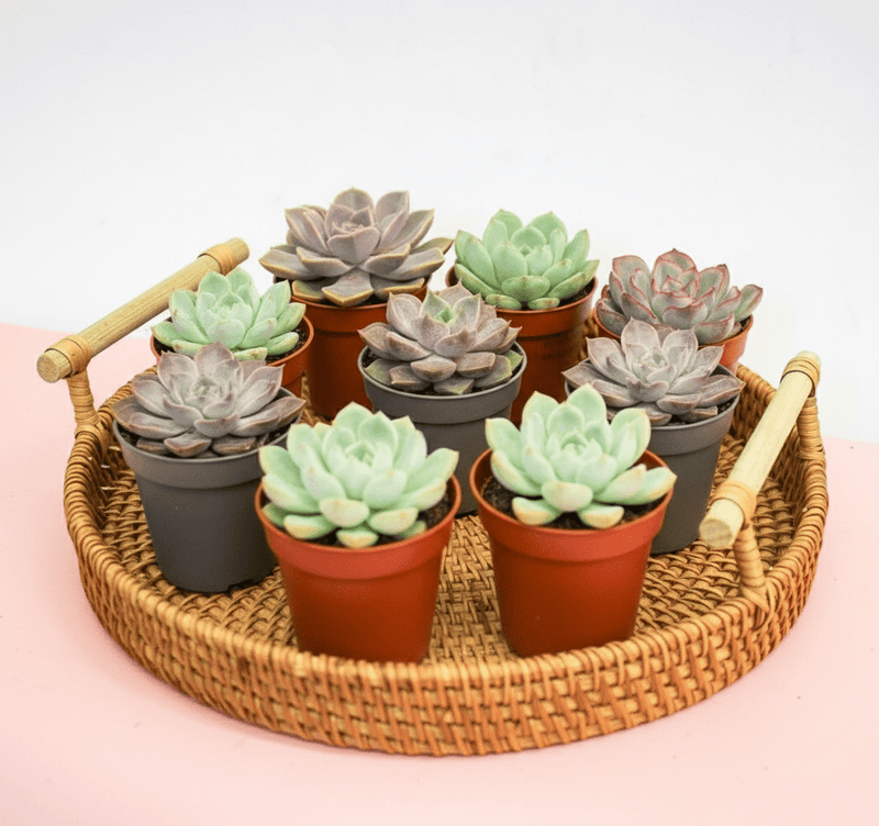 Mini succulents "Mix" Per Piece