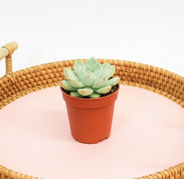 Mini succulents "Mix" Per Piece - Image 5