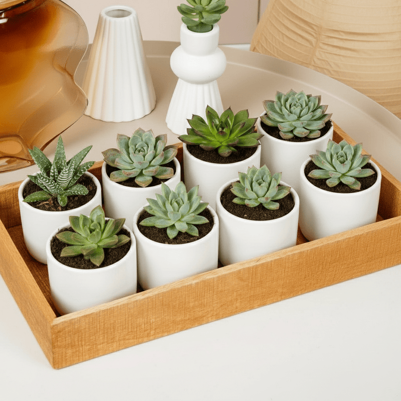 Mini succulents "Mix" Per Piece - Image 2