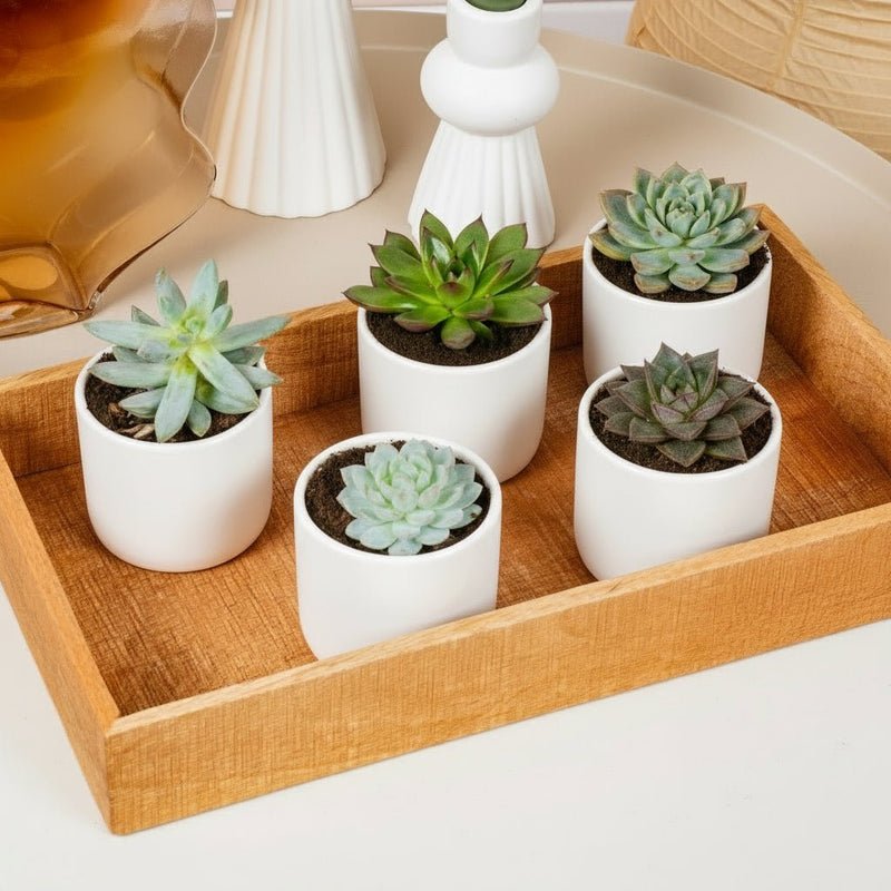 Mini succulents "Mix" Per Piece - Image 3