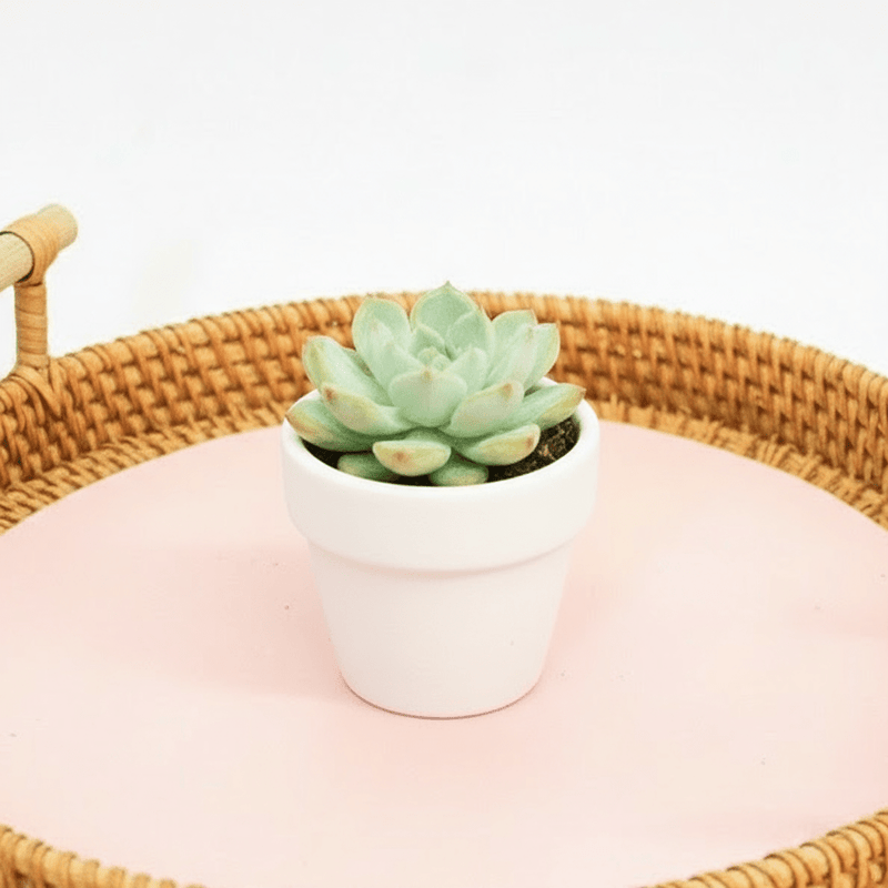 Mini succulents "Mix" Per Piece - Image 6