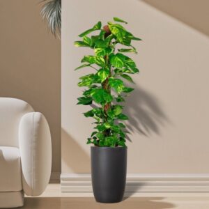 Potted Money Plant, Epipremnum Aureum Mosstok كرمة المال in Black Ceramic Pot Long 100-120cm