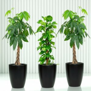 Money Tree Bundle (2x Patchira 1.2m-1.5m)(1x Money plant 1m-1.2m) in Ceramic Pot Medium