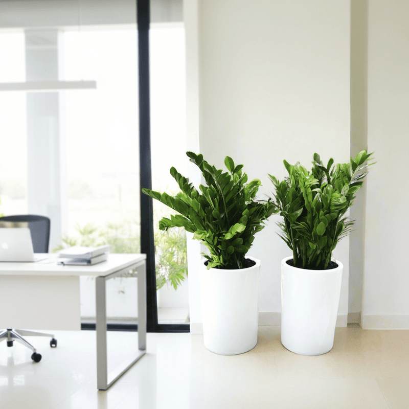 Office Plant Zz Bundle in Ceramic Pot Small (2xZZ Plants 0.6-0.8m)