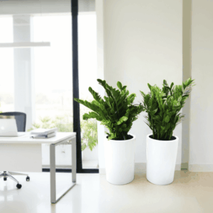 Office Plant Zz in Ceramic Pot Bundle (2xZZ Plants 0.6-0.8m