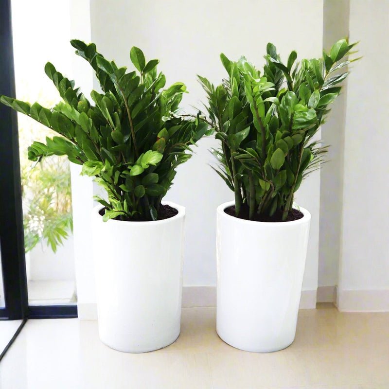 Office Plant Zz Bundle in Ceramic Pot Small (2xZZ Plants 0.6-0.8m) - Image 2