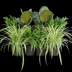 Office Starter Plant Set "Office Indoor Plant" 30-40cm