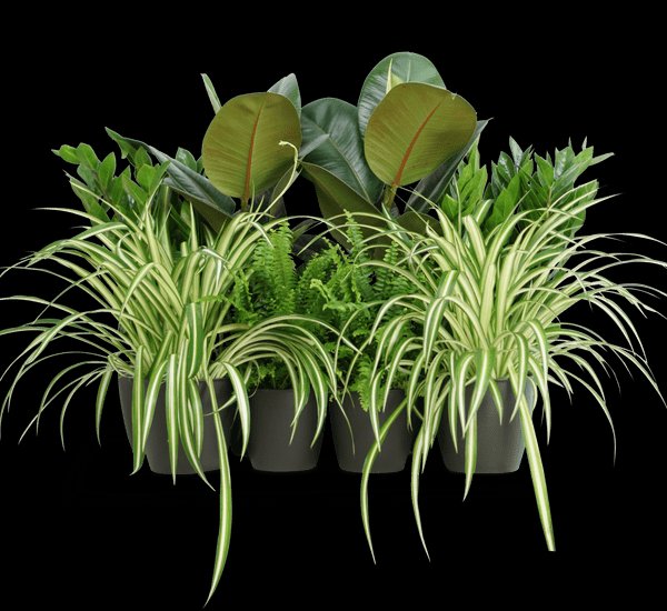 Office Starter Plant Set "Office Indoor Plant" 30-40cm