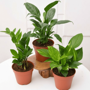 Office Table Plant Set: ZZ, Money, Peace Lily - 3 Pack in default plastic pot