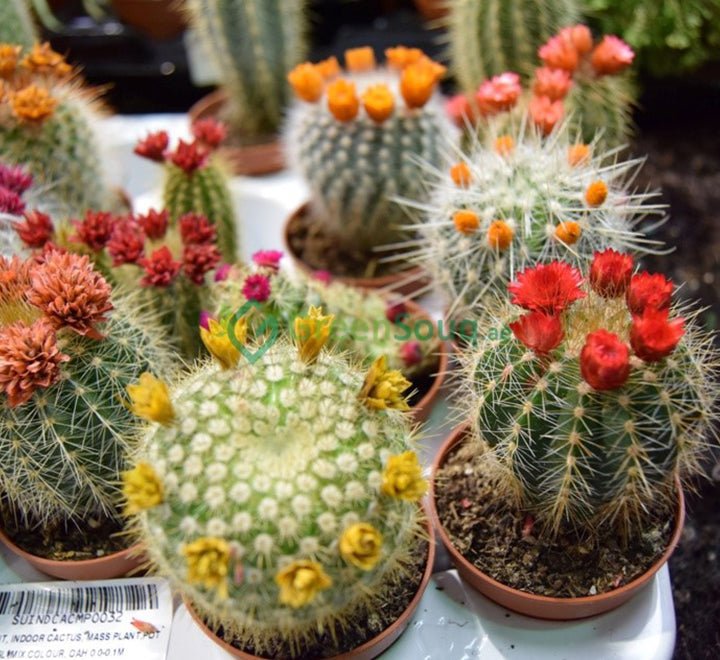 Ornamental Cactus 5-8cm per Piece - Image 5