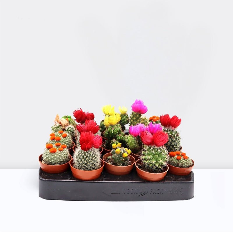Ornamental Cactus 5-8cm per Piece - Image 2