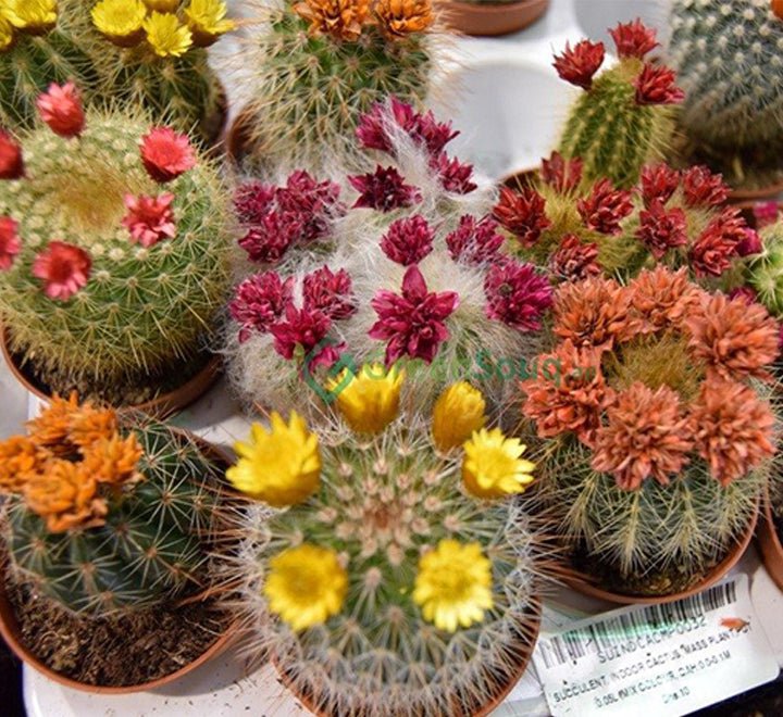 Ornamental Cactus 5-8cm per Piece - Image 4