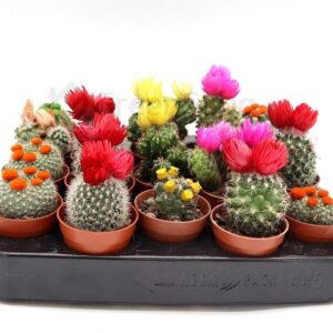 Ornamental Cactus 5-8cm per Piece