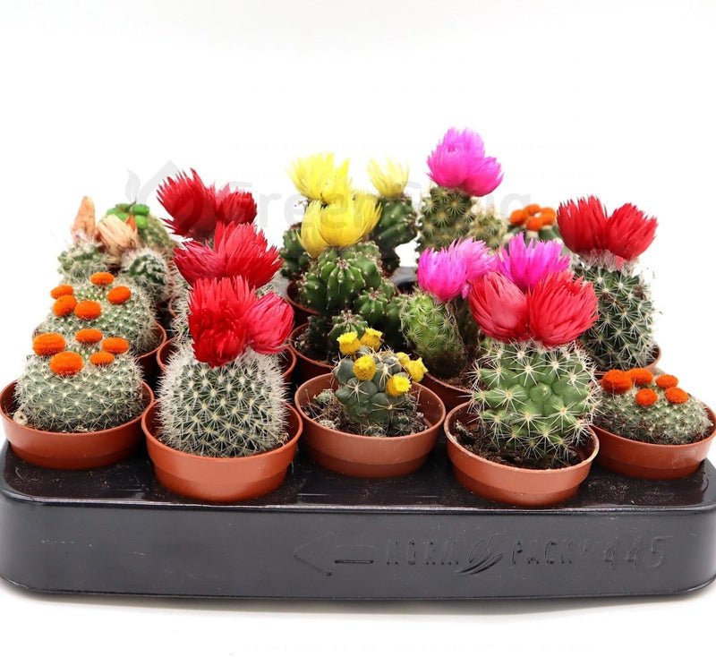 Ornamental Cactus 5-8cm per Piece