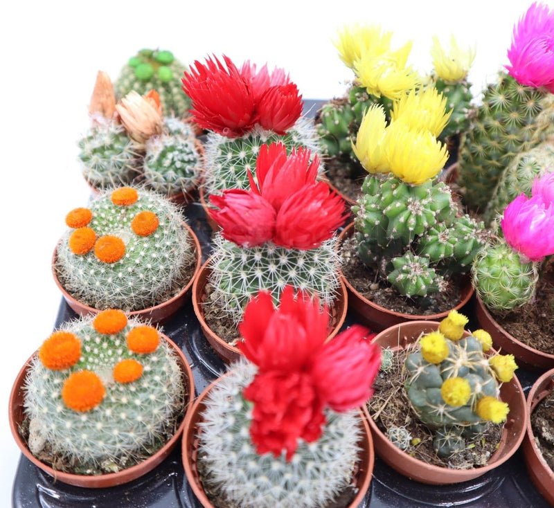 Ornamental Cactus 5-8cm per Piece - Image 3