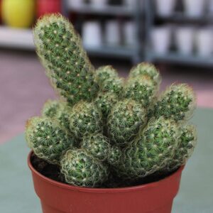 Ornamental Cactus 7 - 15cm