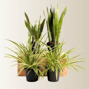 Overcome your Fears Plants Bundle (2xSansevieria trifasciata (Indoor) 40-60cm, 2xSpider plant 30-40cm)