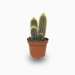 Pachy Cactus