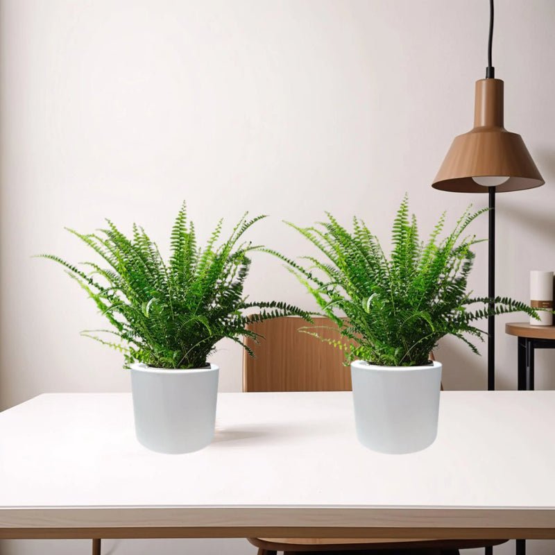 Boston Ferns Pair in Round Cement Pots (2xBoston Ferns 20-25cm)