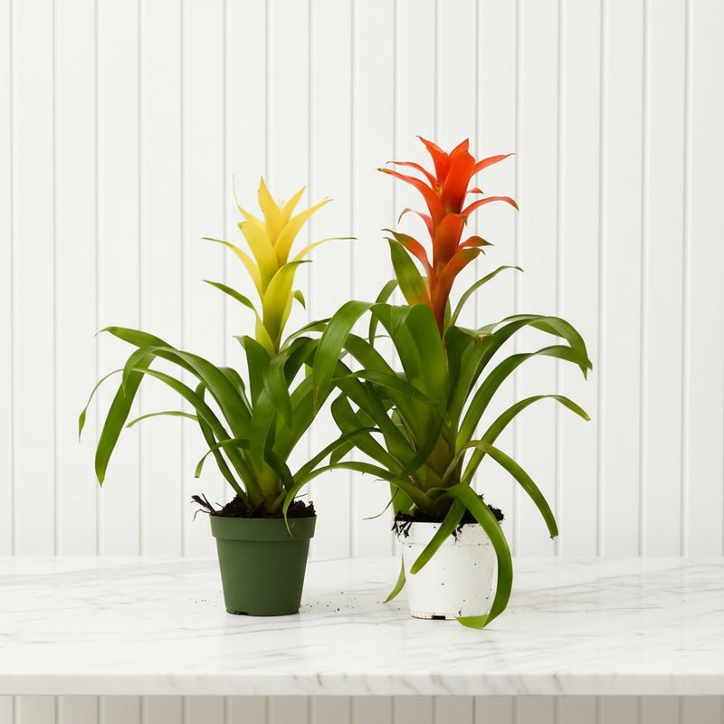 Exotic Bromeliad Pair - Perfect for Any Home!