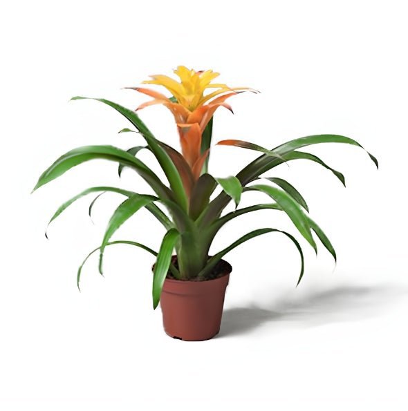 Exotic Bromeliad Pair - Perfect for Any Home! - Image 2