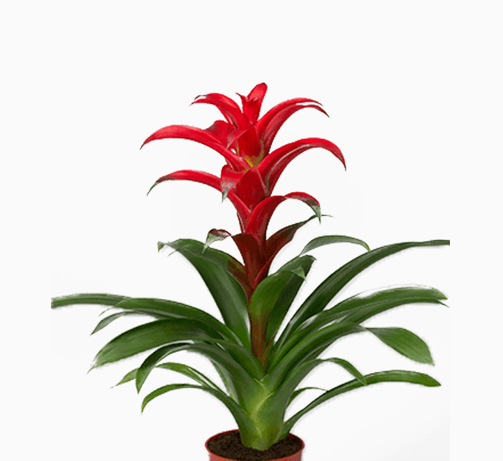 Exotic Bromeliad Pair - Perfect for Any Home! - Image 3