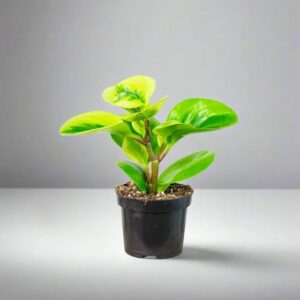 Green Lemon Peperomia - Brighten Your Space!