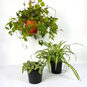 Pet Friendly Bundle 2