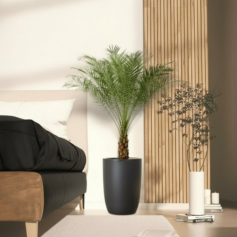 Phoenix Roebelenii - Image 9