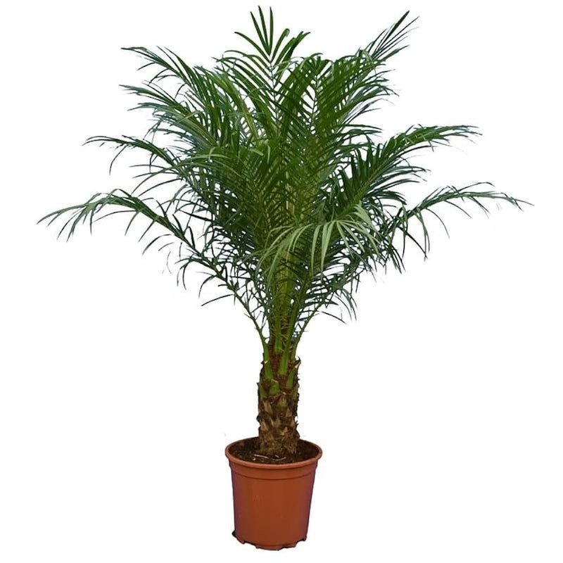 Phoenix Roebelenii - Image 5