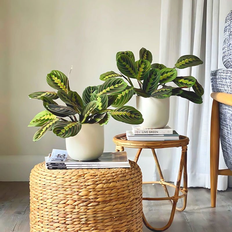 Prayer Plants Bundle / Plant Set