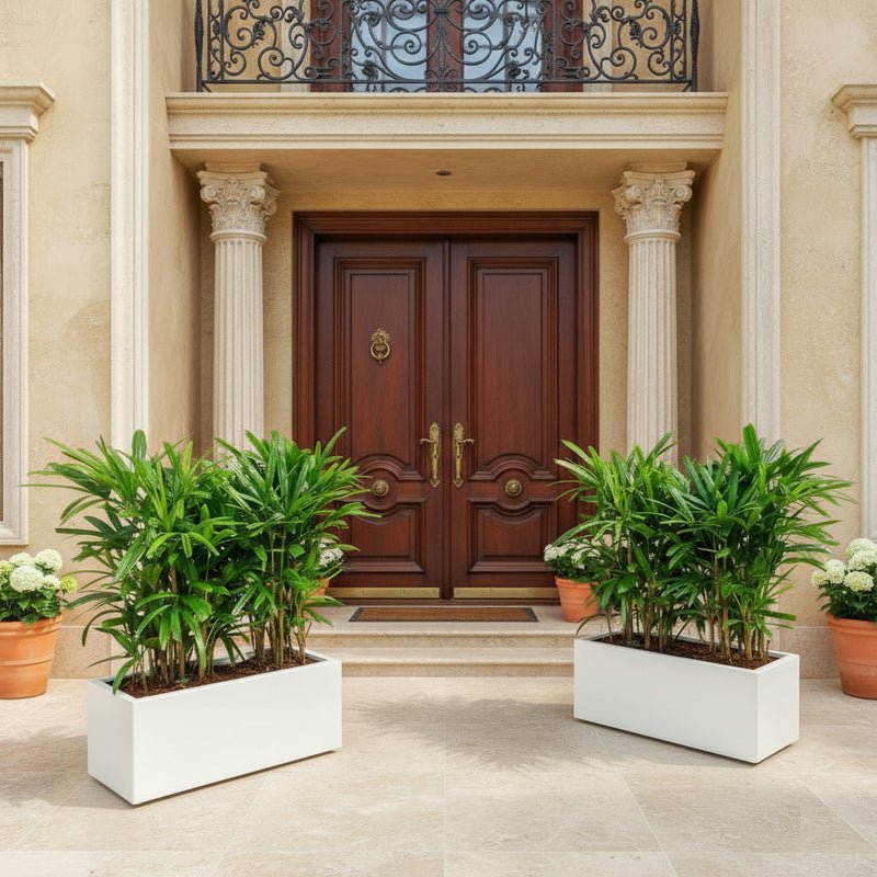 Lady Palm in Fiber Glass Pot 90-30-30 - Elegant and Easy to Care for - Image 2