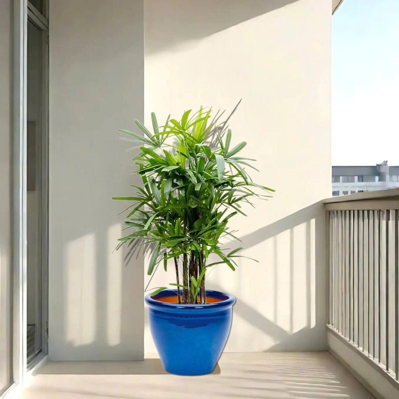 Rhapis Excelsa "Lady Palm سيدة النخيل or Miniature Fan Palm" in Rolled Rim Pot 37x30cm - Image 2