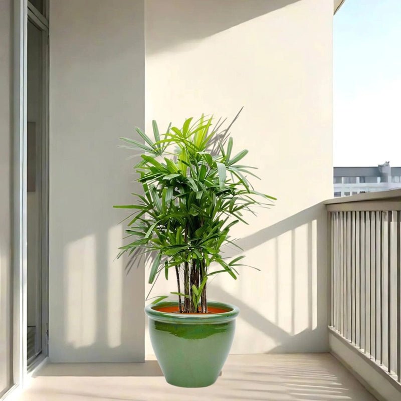 Rhapis Excelsa "Lady Palm سيدة النخيل or Miniature Fan Palm" in Rolled Rim Pot 37x30cm - Image 3