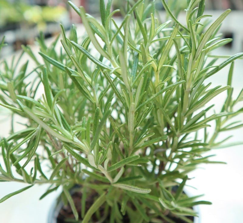 Rosemary Herb Indoor "Rosmarinus Officialis" - Image 4