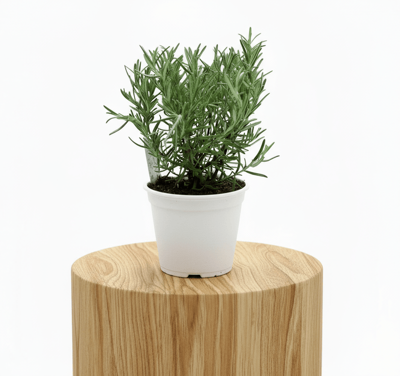 Rosemary Herb Indoor "Rosmarinus Officialis" - Image 2